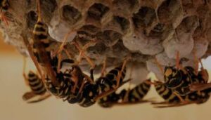 How Do You Deal With A Wasp Infestation?