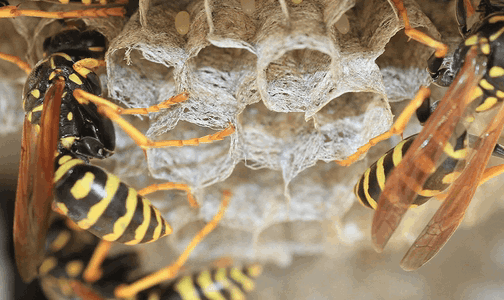 Importance Of Hiring Professional Wasp Nest Removal & Control Melbourne Services