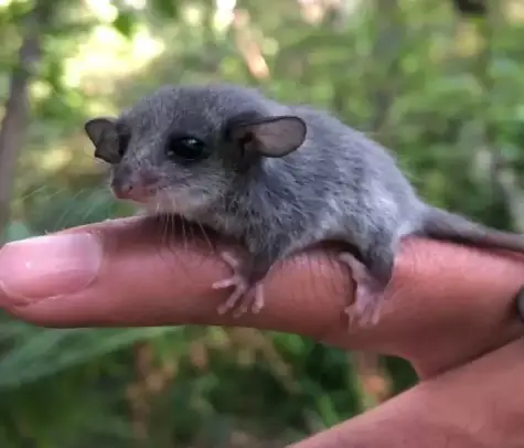 Dead Possum Removal