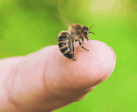 How to Treat a Sting?